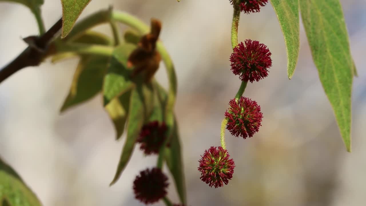 PLATANUS RACEMOSA PISTILLATE BLOOM - SANTA MONICA MTNS - 020322 SO