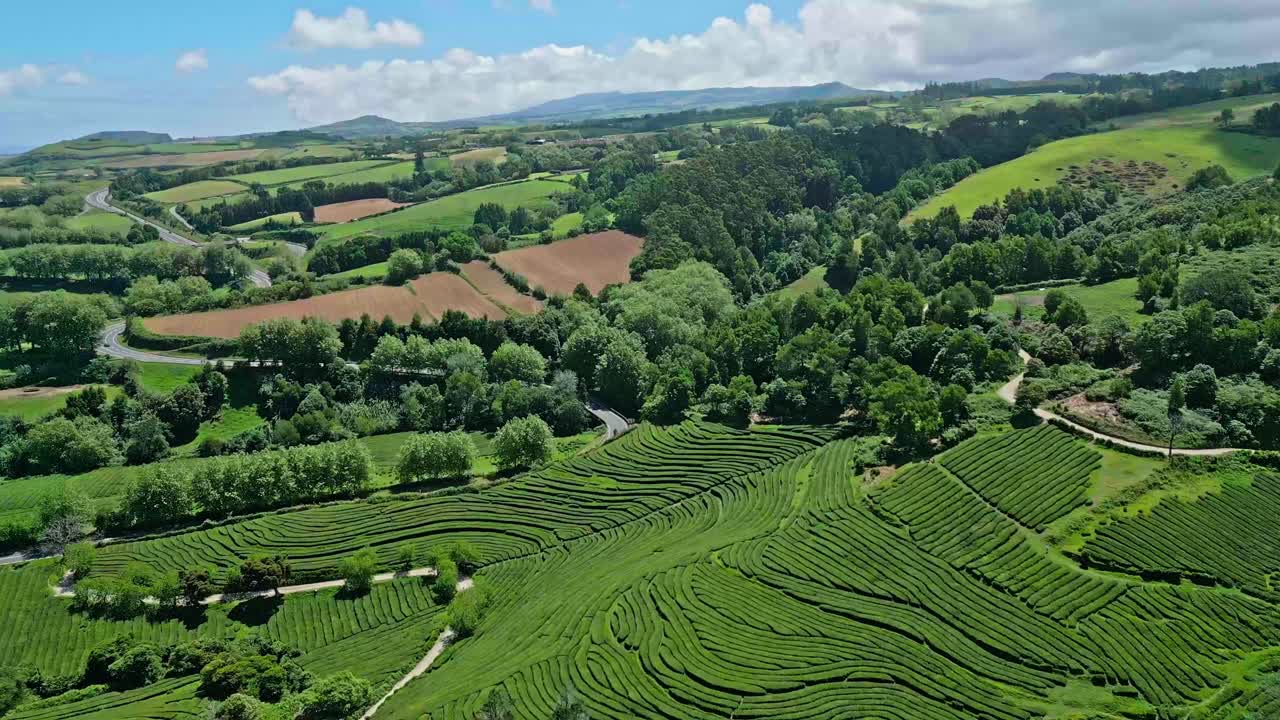 Lush green tea plantation fields in Azores under a sunny sky