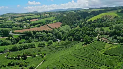 Exuberantes-Campos-De-Plantaciones-De-Té-Verde-En-Las-Azores-Bajo-Un-Cielo-Soleado.