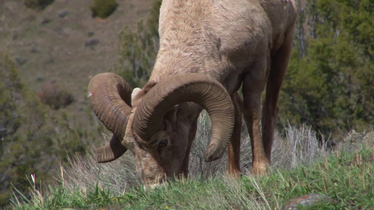 큰뿔양 한 마리가 산비탈에서 풀을 뜯고 있다
