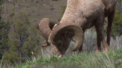 un borrego cimarrón pasta en la ladera de una montaña