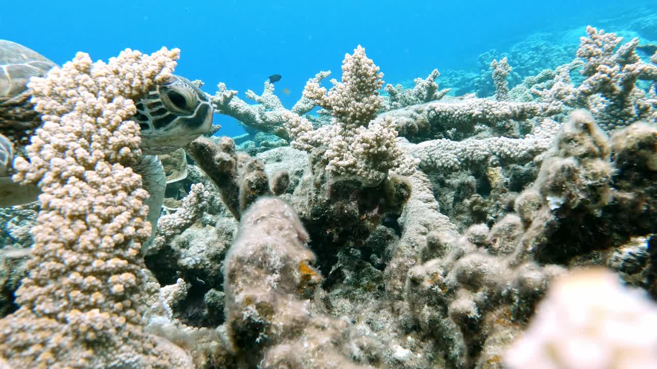 una hermosa tortuga marina verde alimentándose del arrecife de coral - bajo el agua, de cerca