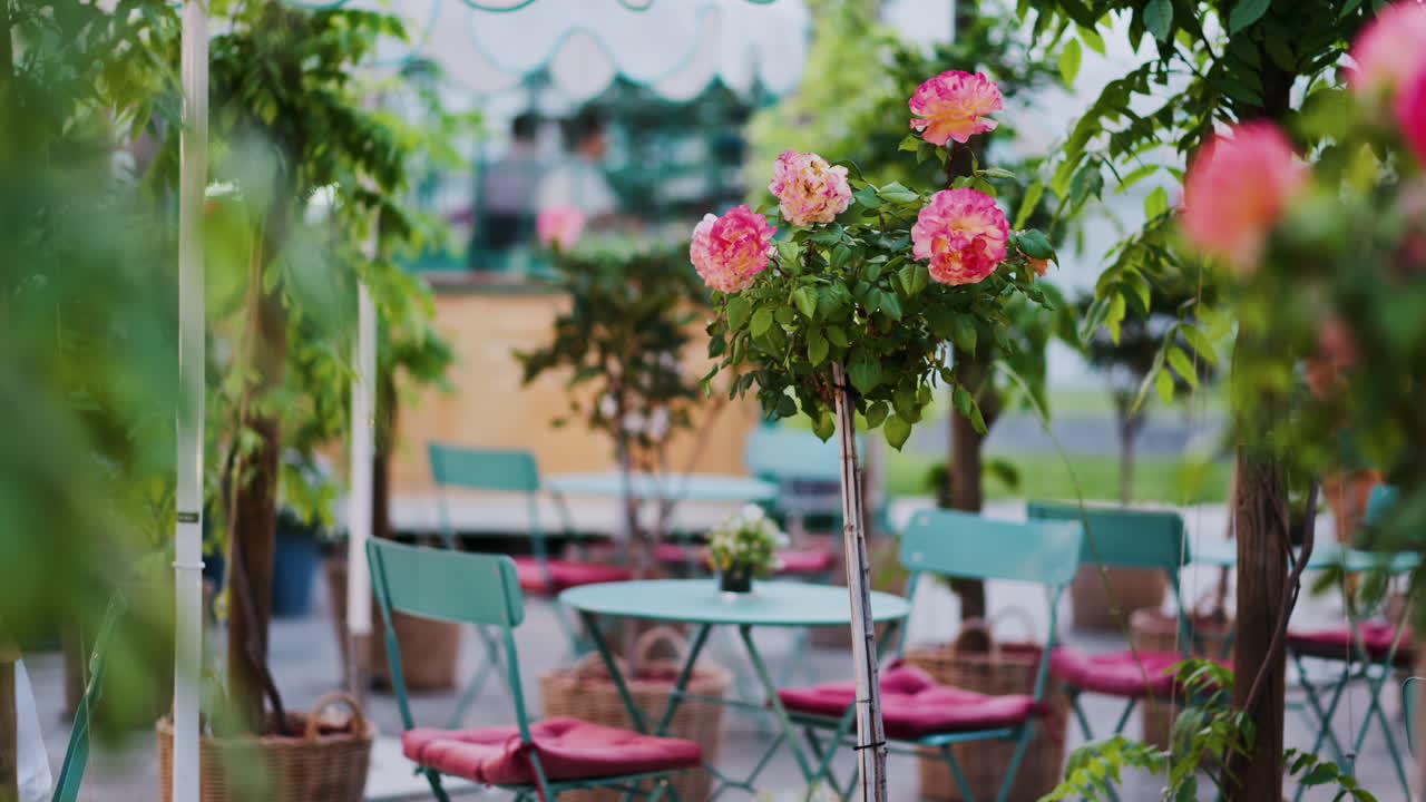 Pink climbing roses in pots at an outside cafe with mint green tables and chairs