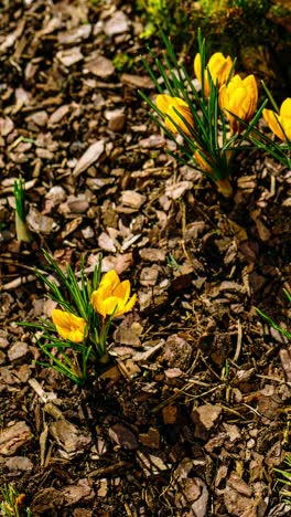 vertical timelapse video of yellow crocus flowers blooming in garden. nature awakens in early spring sunshine.