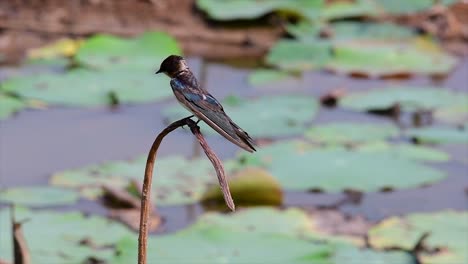 un pequeño pájaro de rápido movimiento que se encuentra en casi todas partes del mundo, la mayor parte del tiempo volando para atrapar algunos insectos pequeños