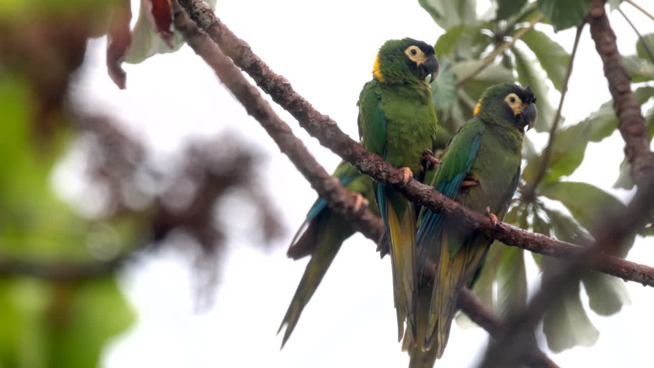 Wild Yellow (Golden) collared Macaw exotic parrot bird in rain tropical rainforest jungle