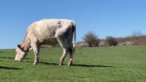 close up of a young white cow eating grass on a grass field with a clear sky in the background.