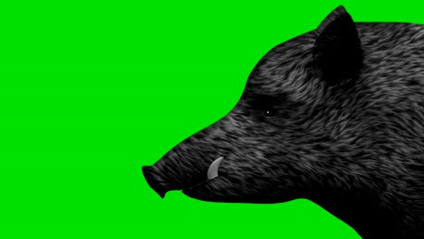 jabalí en una pantalla verde animación de fondo