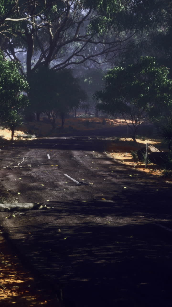 Quiet winding road through a serene forest landscape at dusk