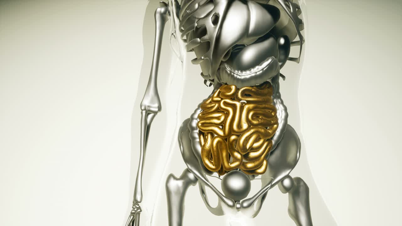 modelo de intestino humano con todos los órganos y huesos