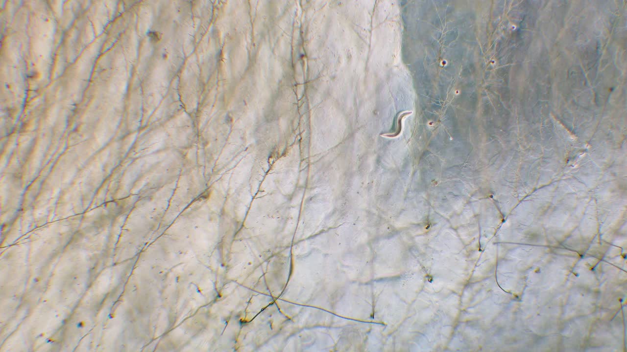 Single nemotode moving in Petri dish agar substrate