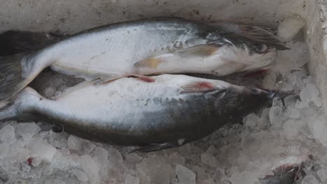 fresh fish kept at snow box at retail shop for sale at day from different angle