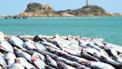 morning catch is lying near the shore