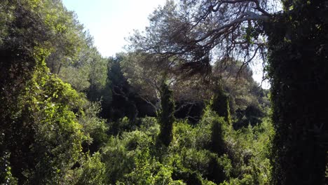4k drone flight through pine forest with vines and dense underbrush in spain