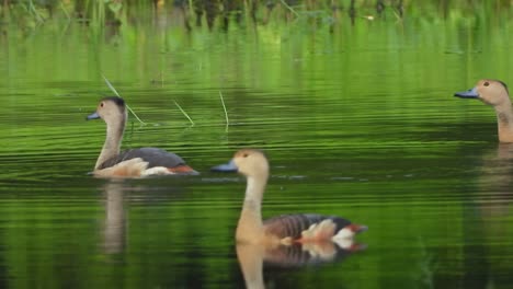 whistling ducks uhd mp4 4k