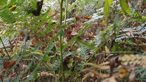 planta de helecho en el bosque