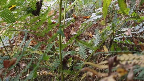 fern plant in the forest