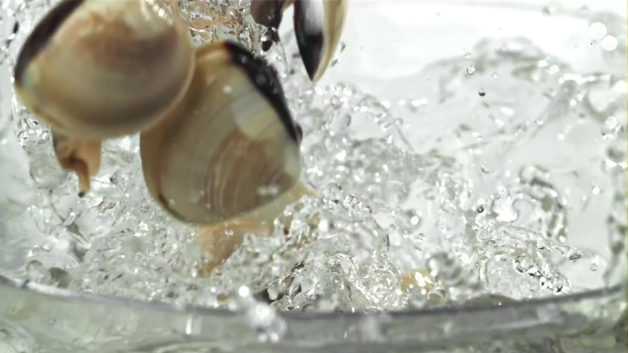 Fresh Clams Falling into Clear Water in Slow Motion