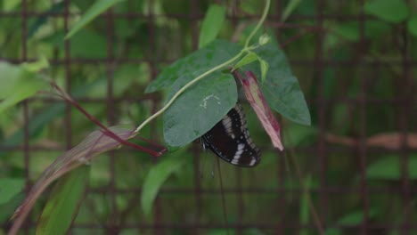 Schmetterling-Sitzt-Auf-Grünem-Blatt-Und-Bewegt-Die-Flügel