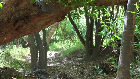 A-Man-And-His-Dog-Hike-On-Trail-Through-Forest-In-The-Santa-Ynez-Mountains-Of-Santa-Barbara-California