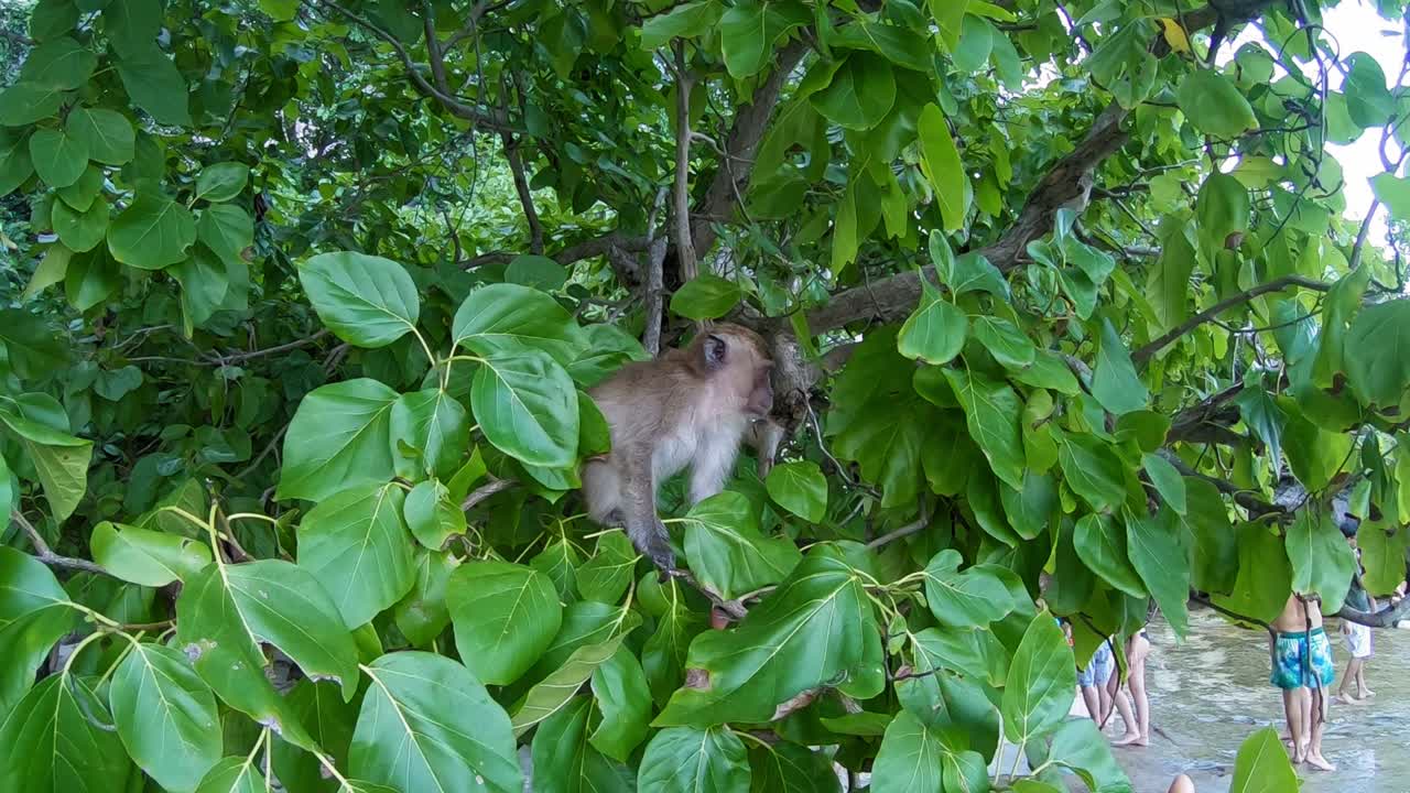 Beautiful Macaque monkeys hanging on a tree by the beach of Thailand - slowmo