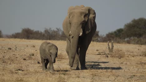 Weitwinkelaufnahme-Eines-Niedlichen-Elefantenbabys,-Das-Die-Herde-Anführt,-Mashatu,-Botswana