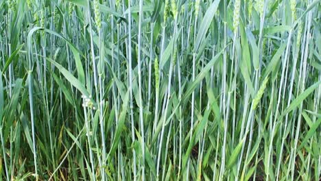 Landwirtschaftliches-Weizenfeld,-Von-Unten-Nach-Oben