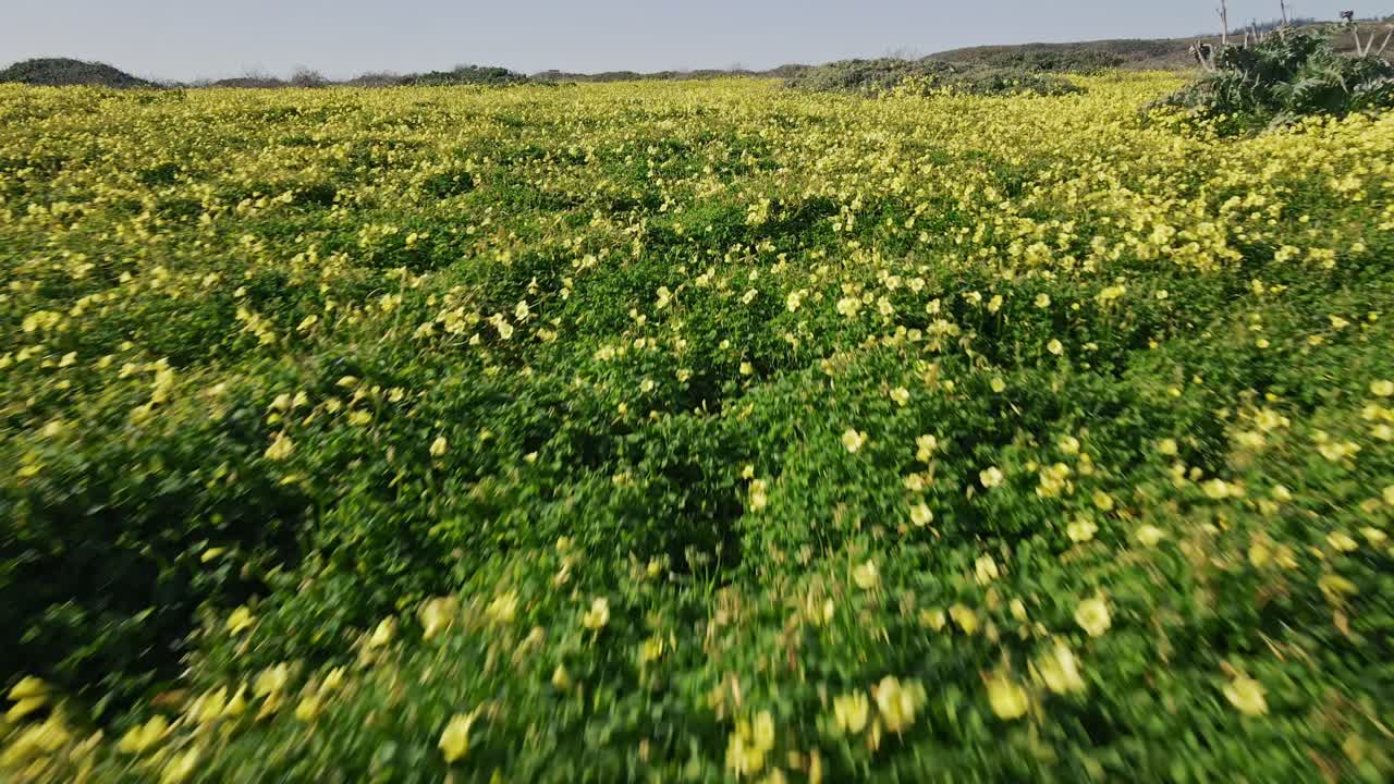 A slow motion drone shot flying over yellow California poppies then panning up to show turquoise Pacific ocean waves crashing on a small beach north of Santa Cruz off of the historic Highway 1