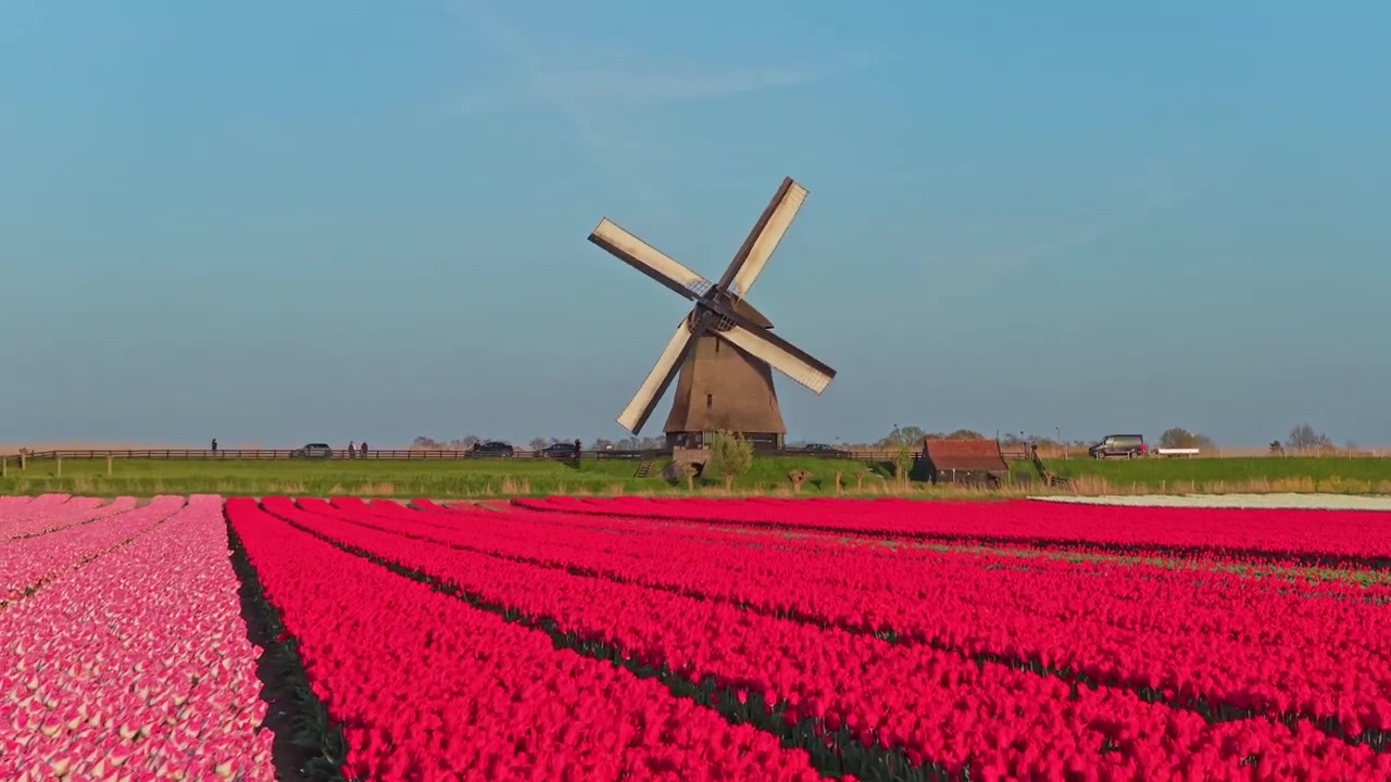 Nederlandsk vindmølle som kommer til syne bak rosa og røde tulipanåkre