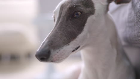 Whippet-dog-in-afternoon-sunlight