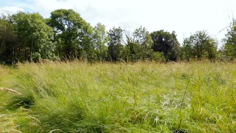 woman walking on green field 4k