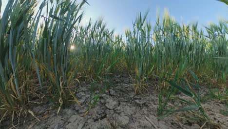 toma panorámica de gran angular de los cultivos de cereales en el campo de suelo seco