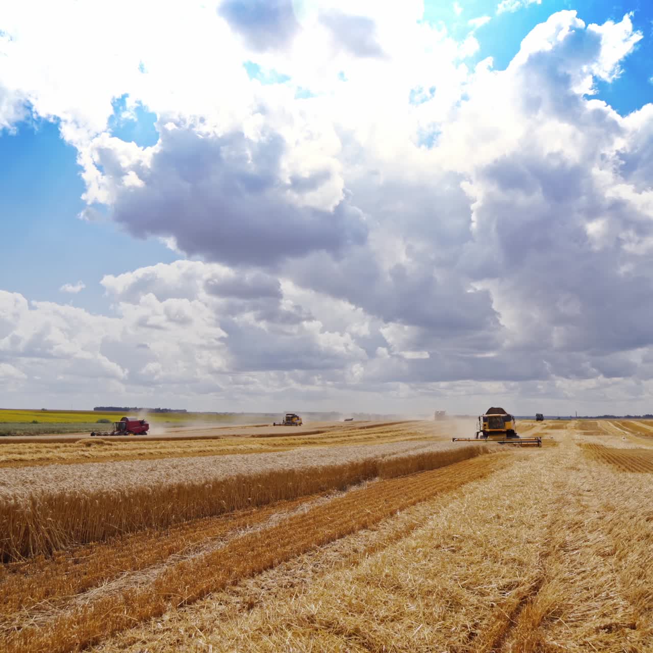 Panoramic view of golden field under blue and white sky. Agricultural machinery is collecting ripe crop. Seasonal works on the field.