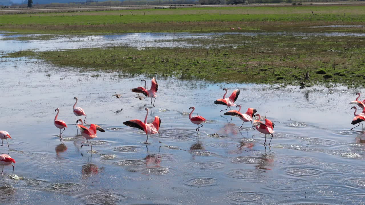 flamencos rosados caminando a través del agua de un gran charco, tiro de vida silvestre de animales, patagonia, argentina, copia espacio
