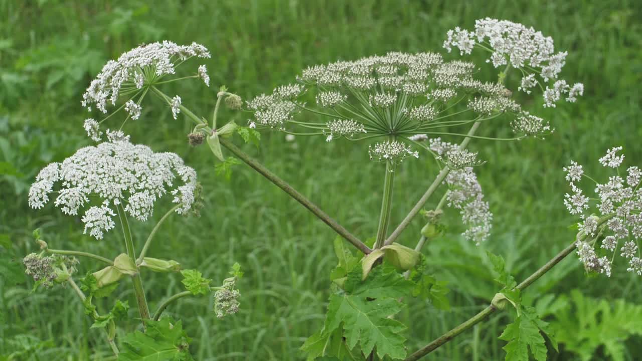 큰 흰색 꽃, heracleum manteggazzianum에 대한 거대한 hogweed