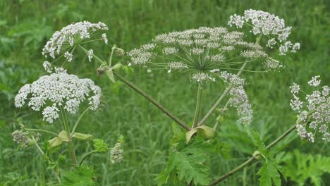 giant hogweed against with large white flowers, heracleum manteggazzianum