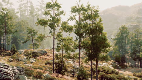 bosque de pinos de niebla