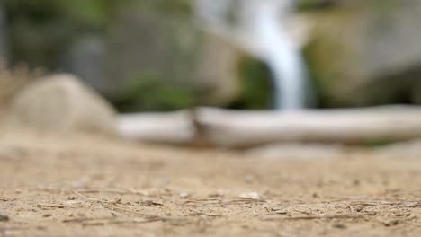 A-thoughtful-citizen-removes-a-discarded-cigarette-butt-from-the-trail-along-the-Route-of-the-seven-pools