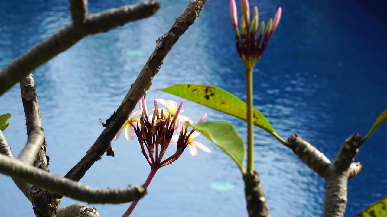 planta plumeria con flores cultivadas junto a la piscina.
