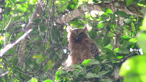 the buffy fish owl is a big owl and yet the smallest among the four fish owls