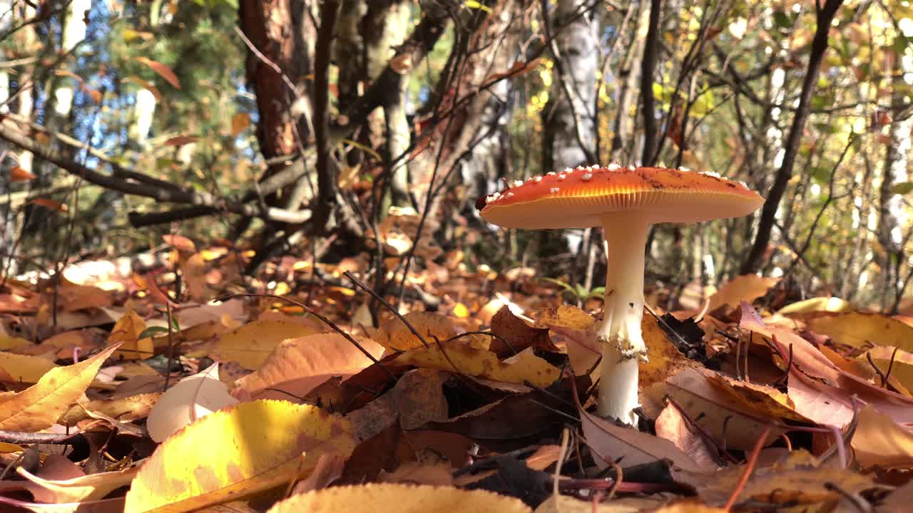 amanita-muscaria de cerca en el bosque bosque comida veneno peligrosa caza de hongos en la temporada de otoño