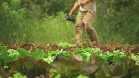 Joven-Granjero-Se-Inclinó-Sobre-La-Plantación-De-Lechuga-Orgánica-En-Un-Campo-De-Vegetales-Verdes-Saludables