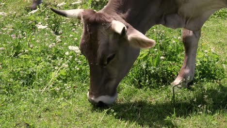 Pasto-De-Vacas-En-Los-Alpes