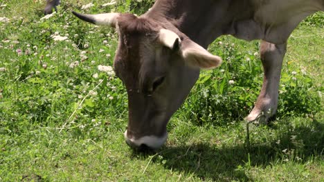 pastos de vacas en los alpes