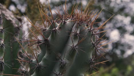 vídeo en primer plano de un cactus con sus espinas en medio del paisaje natural