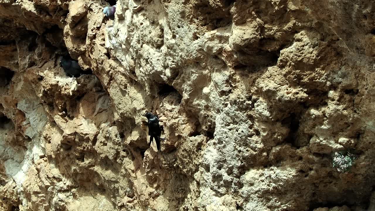 Pair of rooks nesting on the rocky cliffs of Spain