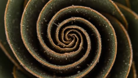 captivating spiral patterns of nature: a close-up exploration of the intricate lines and textures found in plant structures