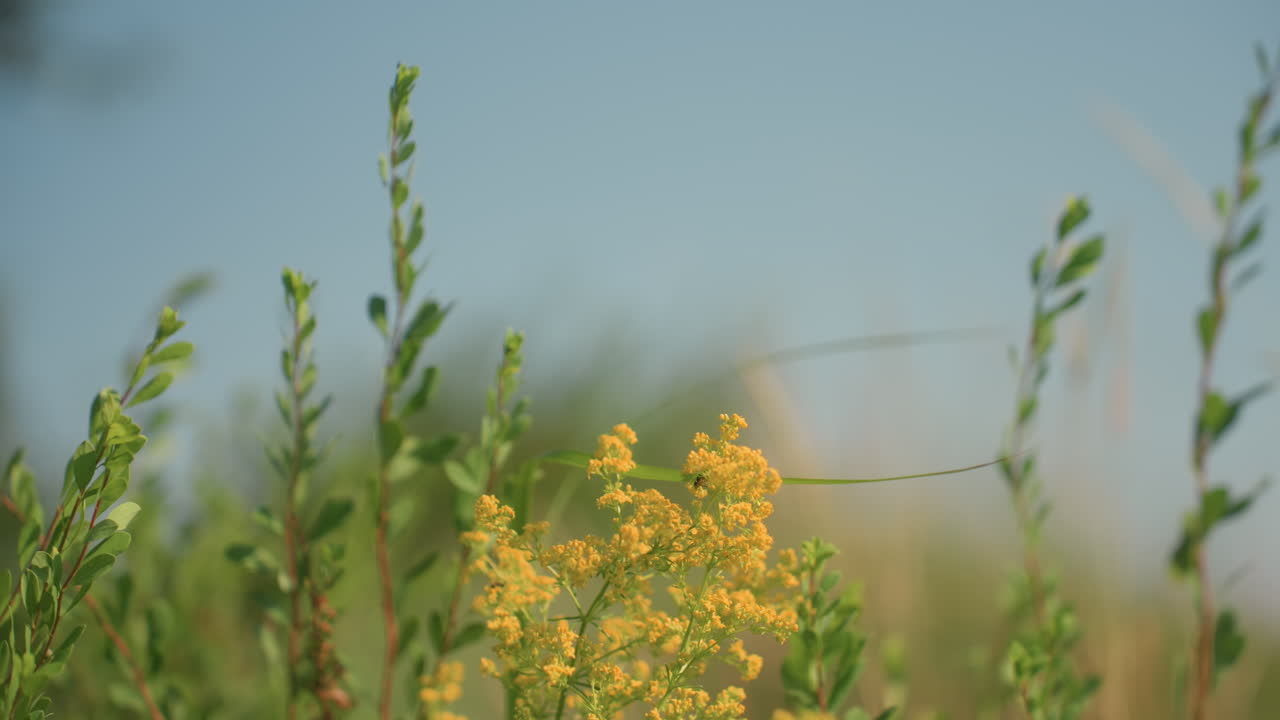 Insect moves gently across blooming yellow wildflower with soft green leaves and blurred stems swaying in background under bright clear sky