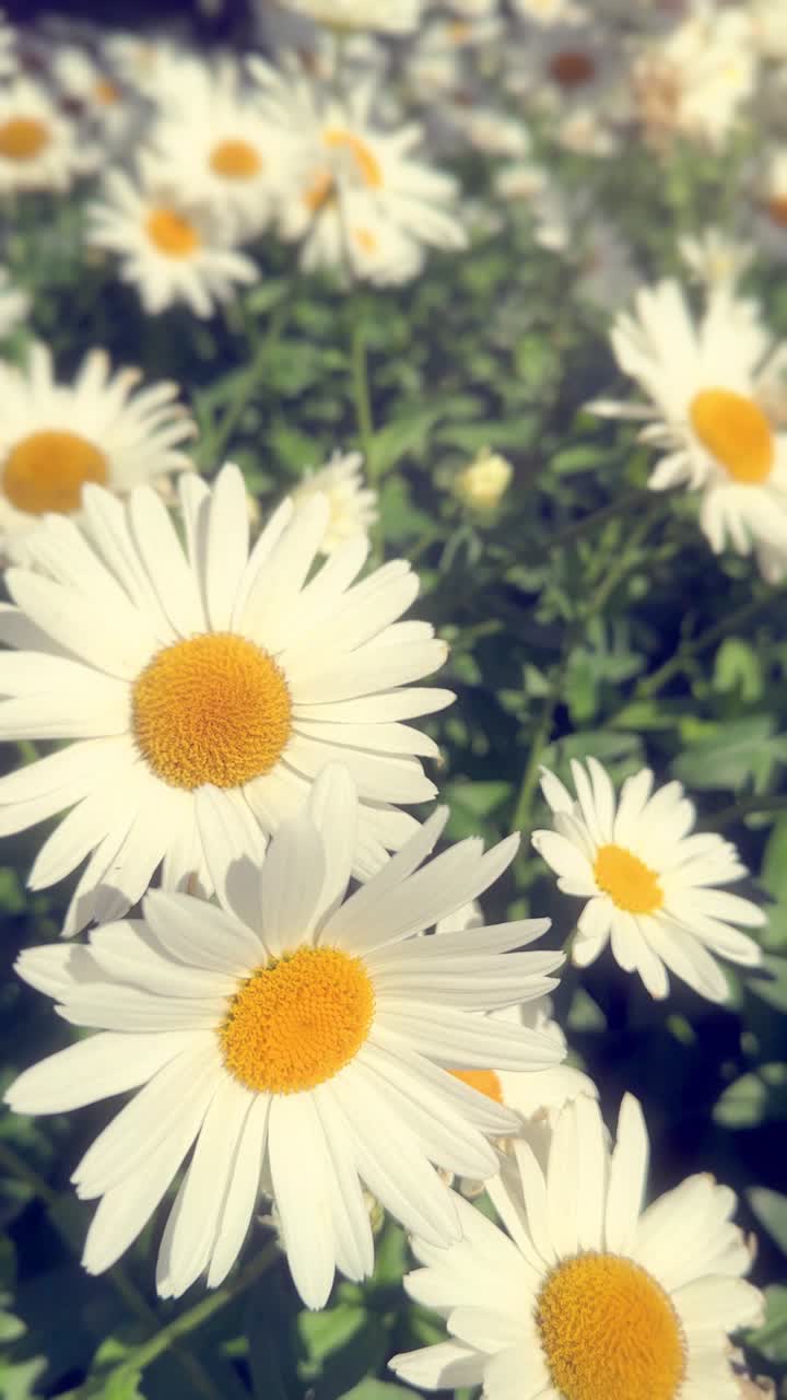 Primo piano di margherite bianche che ondeggiano delicatamente in un giardino soleggiato