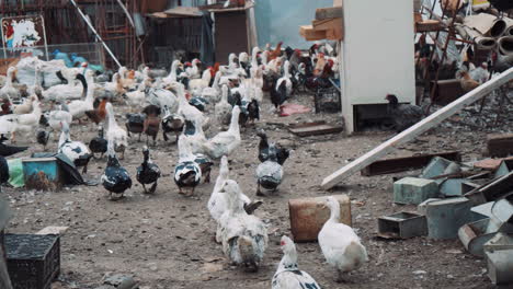 many birds - ducks and chickens run outdoors in an eco farm